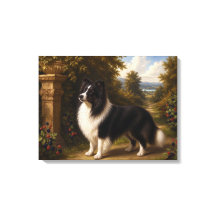 Amoras, Shetland Sheepdog