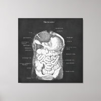 Anatomia Arte Intestina Decor Gastroenterologista