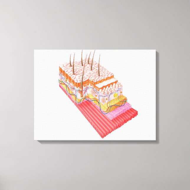 Impressão Em Tela Anatomia Da Pele Humana (Frente)