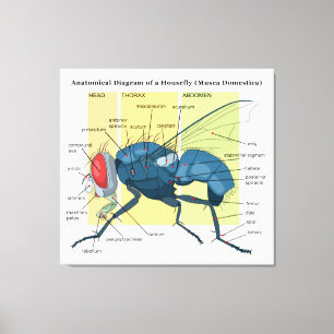 Impressão Em Tela Anatomia de um Musca Domestica do diagrama da