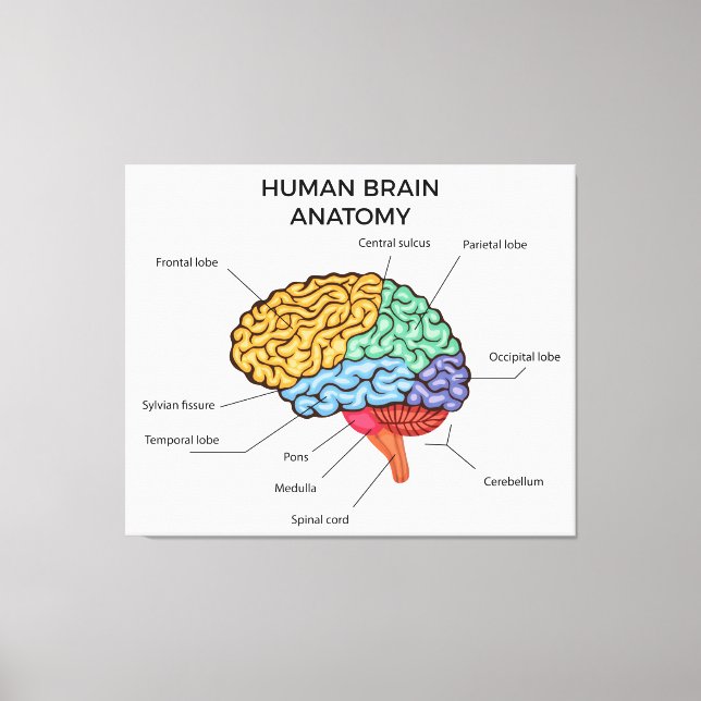 Impressão Em Tela Anatomia do cérebro humano (Frente)
