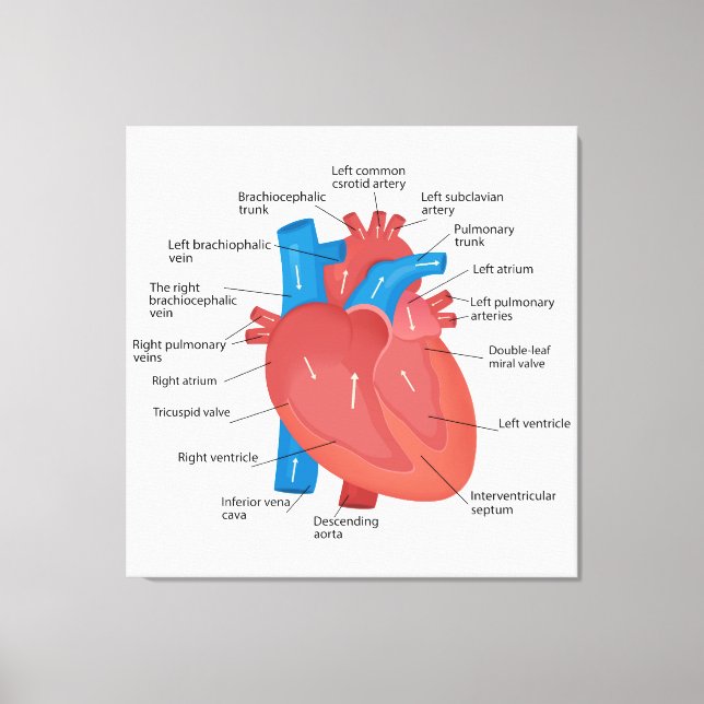 Impressão Em Tela Anatomia do coração (Frente)