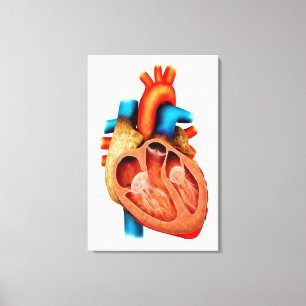 Impressão Em Tela Anatomia Do Coração Humano, Seção Cruzada
