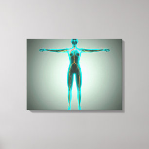 Impressão Em Tela Anatomia do corpo fêmea com artérias e veias