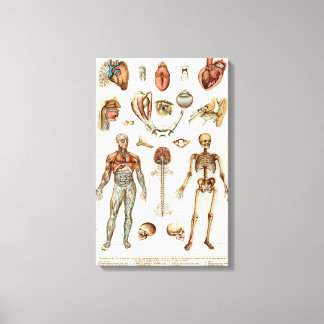Impressão Em Tela Anatomia do corpo humano