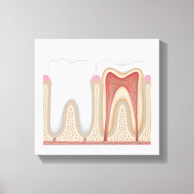 Impressão Em Tela Anatomia do dente humano: tela estendida (Frente)