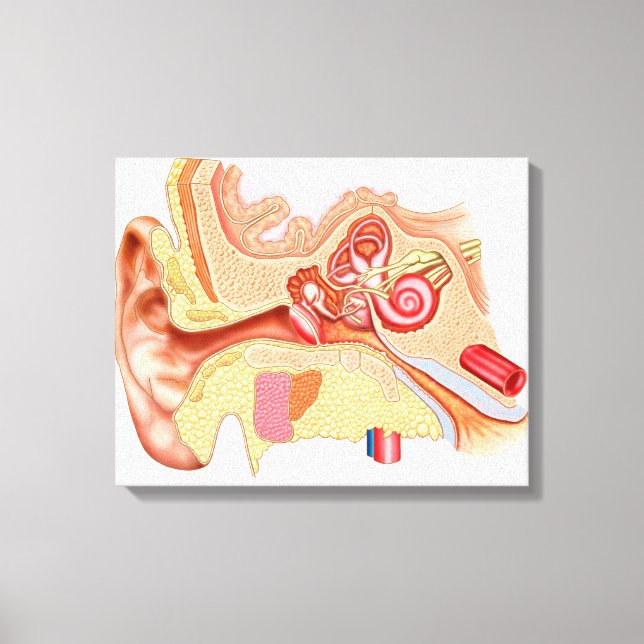 Impressão Em Tela Anatomia Do Ouvido Humano (Frente)