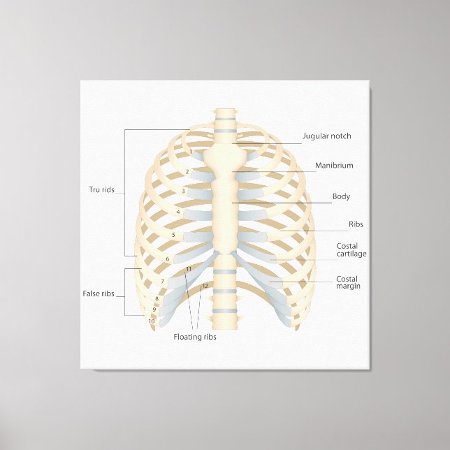 Impressão Em Tela Anatomia do peito humano (Frente)