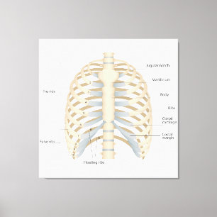 Impressão Em Tela Anatomia do peito humano