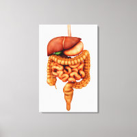 Anatomia Do Sistema Digestivo Humano, Vista Fronta