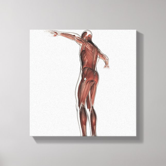 Impressão Em Tela Anatomia Do Sistema Muscular Masculino, Vista Post (Frente)