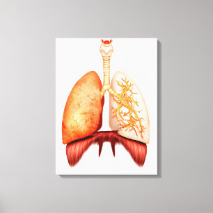 Impressão Em Tela Anatomia do sistema respiratório humano, vista