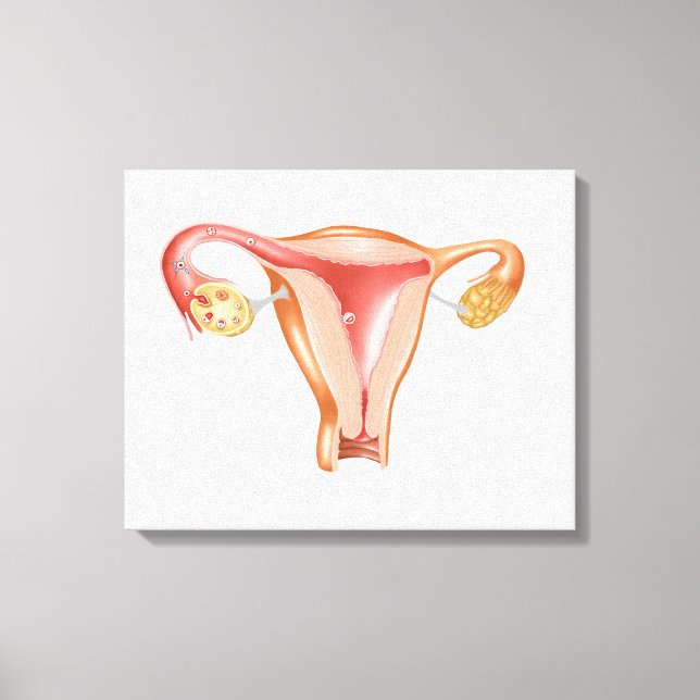 Impressão Em Tela Anatomia Do Útero Feminino 1 (Frente)