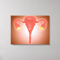 Anatomia Do Útero Feminino Com Ovários