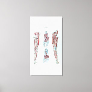 Impressão Em Tela Anatomia do vintage dos pés e dos pés humanos