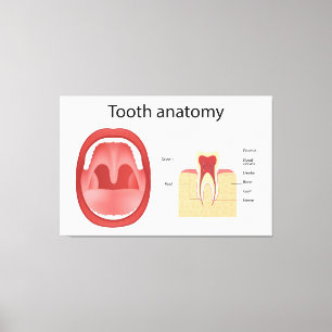 Impressão Em Tela Anatomia dos dentes