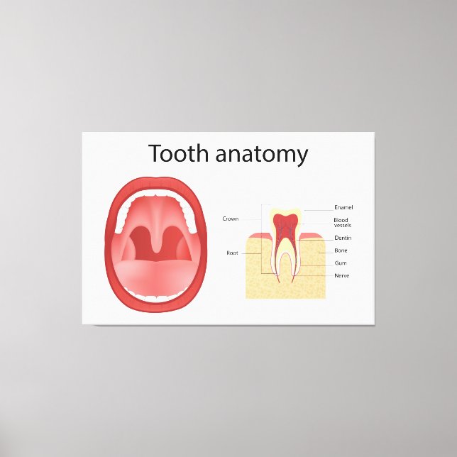 Impressão Em Tela Anatomia dos dentes (Frente)