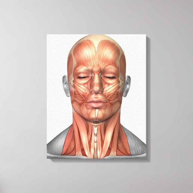 Impressão Em Tela Anatomia Dos Músculos Da Face E Do Pescoço Humanos (Frente)