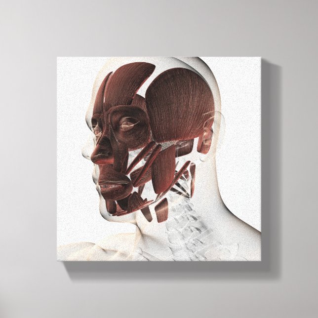 Impressão Em Tela Anatomia Dos Músculos Faciais Masculinos, Vista La (Frente)