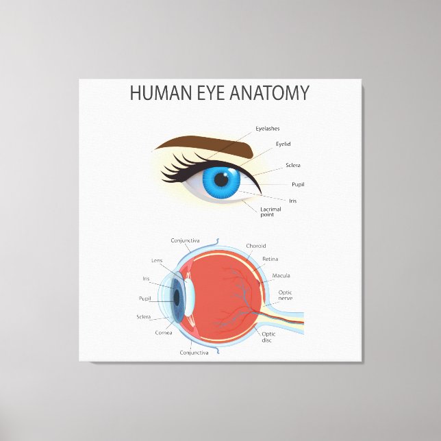 Impressão Em Tela Anatomia humana dos olhos (Frente)