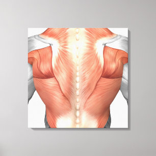 Impressão Em Tela Anatomia masculina do músculo da parte traseira 1