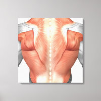 Anatomia Muscular Masculina Do Fundo Humano 1