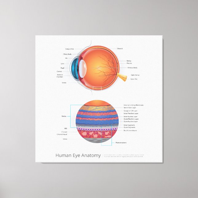 Impressão Em Tela Anatomia ocular humana (Frente)