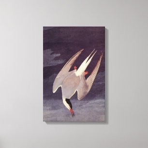 Impressão Em Tela Andorinha-do-ártico por John James Audubon, Aves A