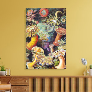 Impressão Em Tela Anêmonas-do-mar Vintage por Ernst Haeckel