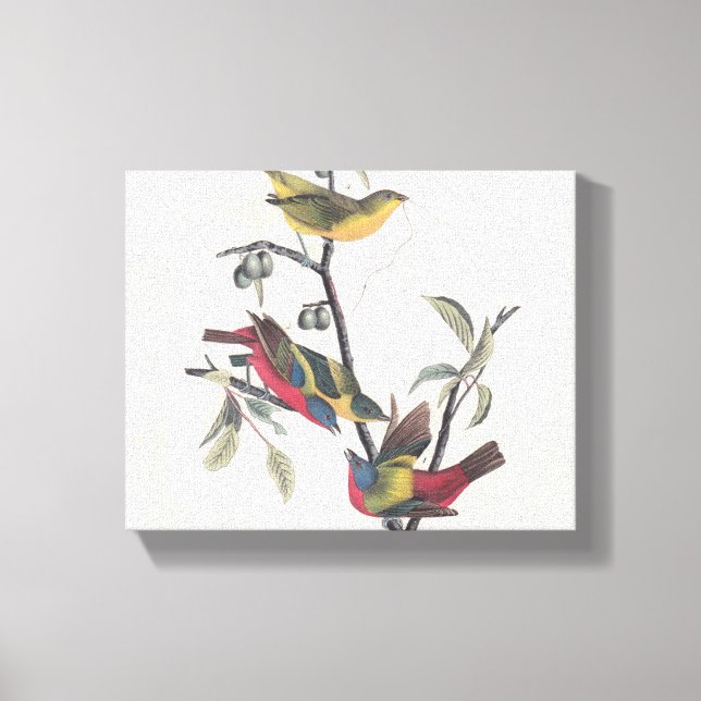 Impressão Em Tela Animais Selvagens de Aves Pintadas com Audubon (Frente)