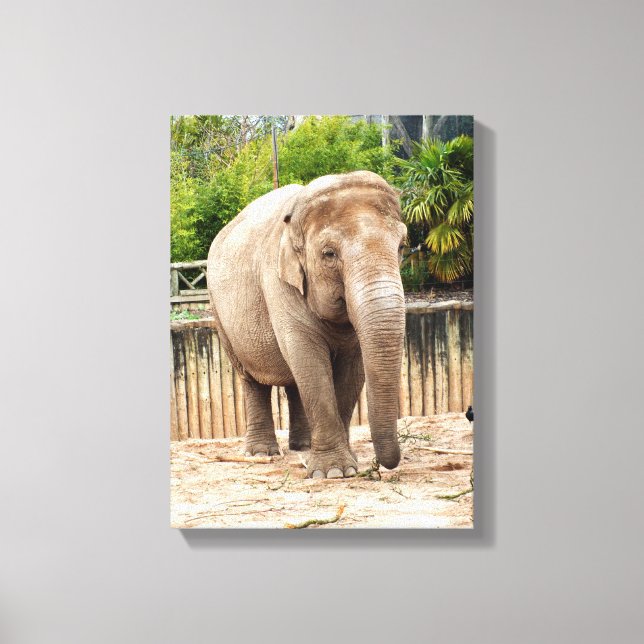 Impressão Em Tela animal de elefante indiano (Frente)