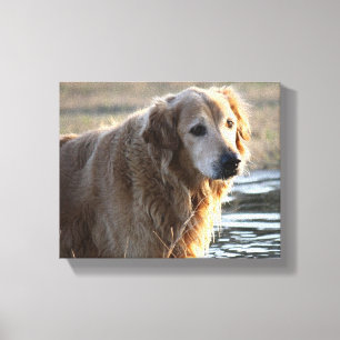 Impressão Em Tela Anjo dourado (golden retriever)