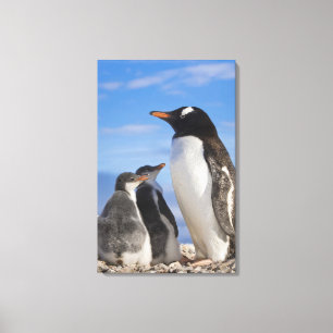 Impressão Em Tela Antártida, Neko Cove (Porto). Pinguim-de-gentoo 2