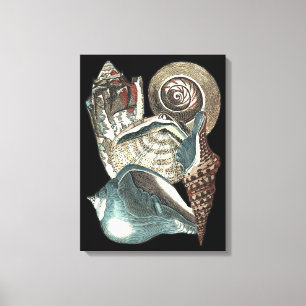 Impressão Em Tela Anthologia Seashell