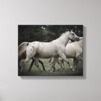 Appaloosa Gratuita
