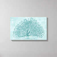 Aqua Peacock