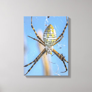 Impressão Em Tela Argiope Trifasciata - Aranha-teia-de-jardim Listra