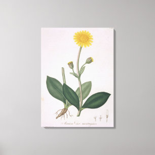 Impressão Em Tela Arnica Montana a partir de 'Phytographie Medicale'