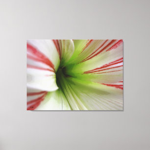 Impressão Em Tela Arte da Flor de Amaryllis, branca e vermelha