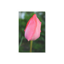 Arte de fotografia de tulipa vermelha primavera.