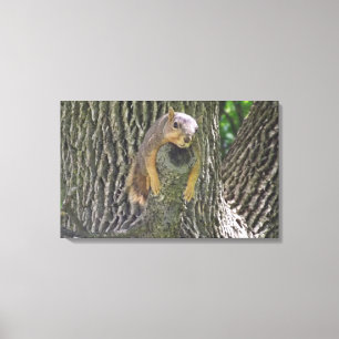 Impressão Em Tela Arte de Parede de Fotografia de Esquilo Preguiçoso