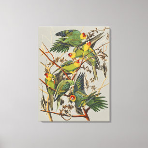 Impressão Em Tela Arte de Pássaro do Periquito-da-Carolina de Audubo