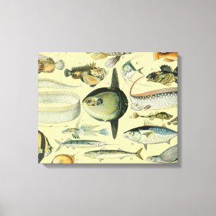 Impressão Em Tela Arte De Pesca Científica Para Peixes Vintage