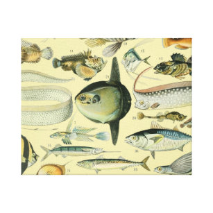 Impressão Em Tela Arte De Pesca Científica Para Peixes Vintage