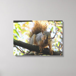 Impressão Em Tela Arte em Tela de Fotografia de Esquilo Fofo Seguran