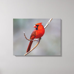 Impressão Em Tela Arte em Tela do Cardinal do Norte