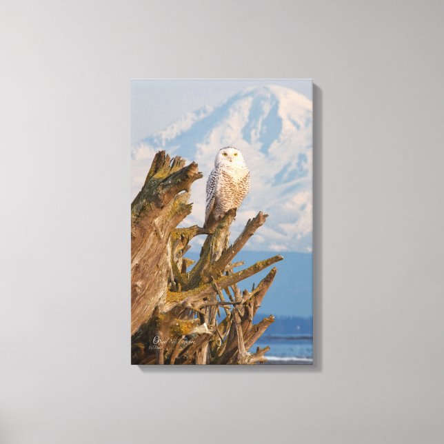 Impressão Em Tela Ártico Snowy Owl, Beach driftwood e Mt. Baker (Frente)