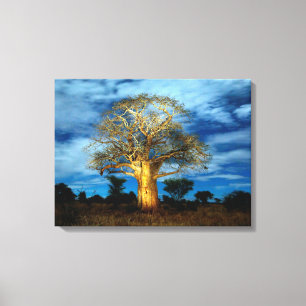 Impressão Em Tela Árvore Baobá (Adansonia) Iluminada Pelo Luar