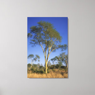 Impressão Em Tela Árvore da Febre (Acacia Xanthophloea), Punda Maria