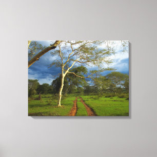 Impressão Em Tela Árvore De Febre (Acacia Xanthophloea) Por Faixa D